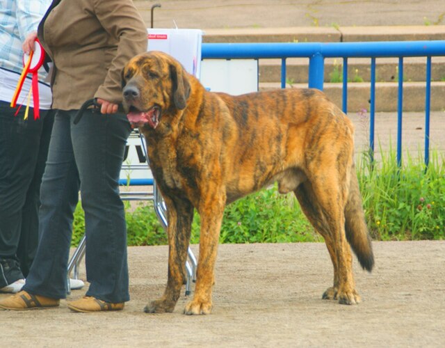 Spanish Mastiff 2