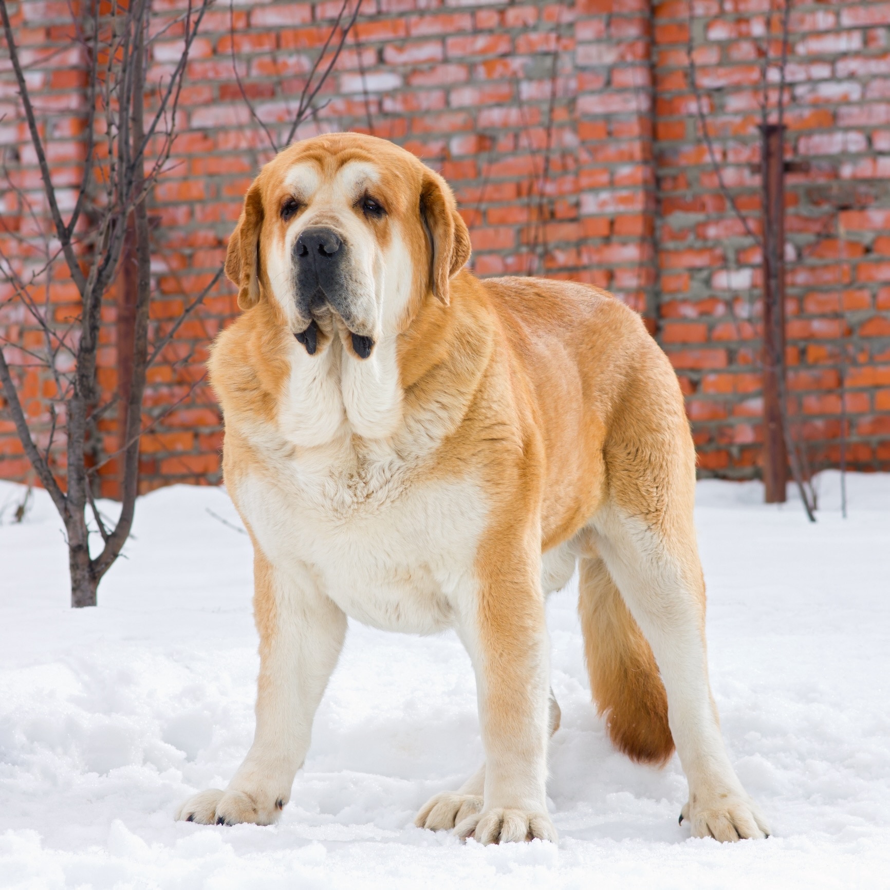 Spanish Mastiff 3