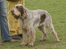 Spinone Italiano 1