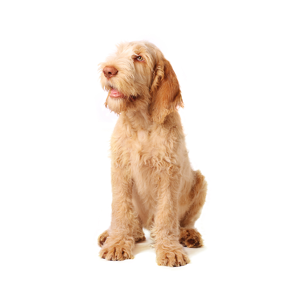 Spinone Italiano 2