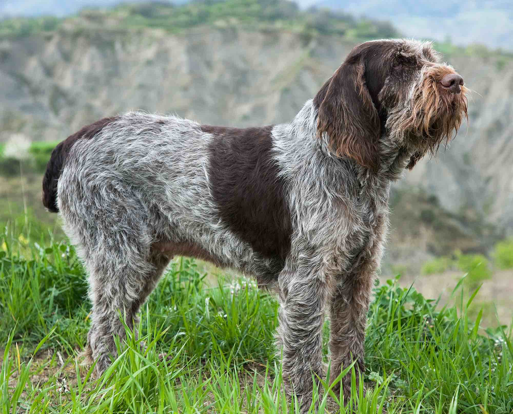 Spinone Italiano 3