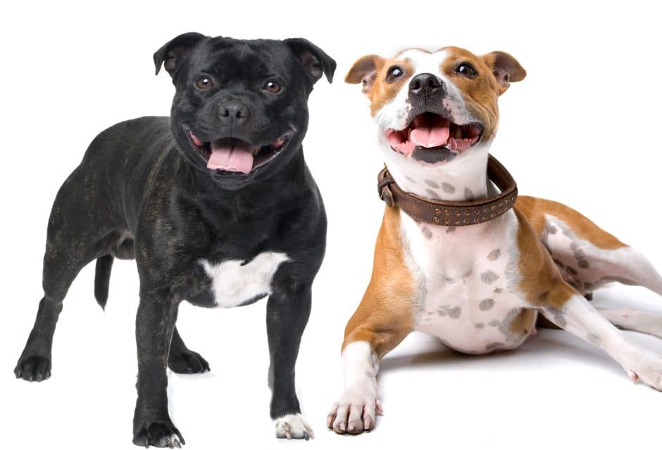 Staffordshire Bull Terrier 1