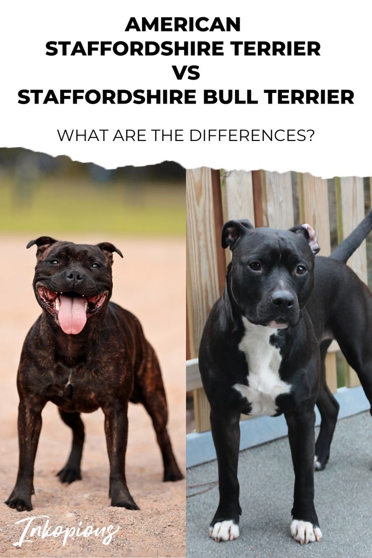 Staffordshire Bull Terrier 3
