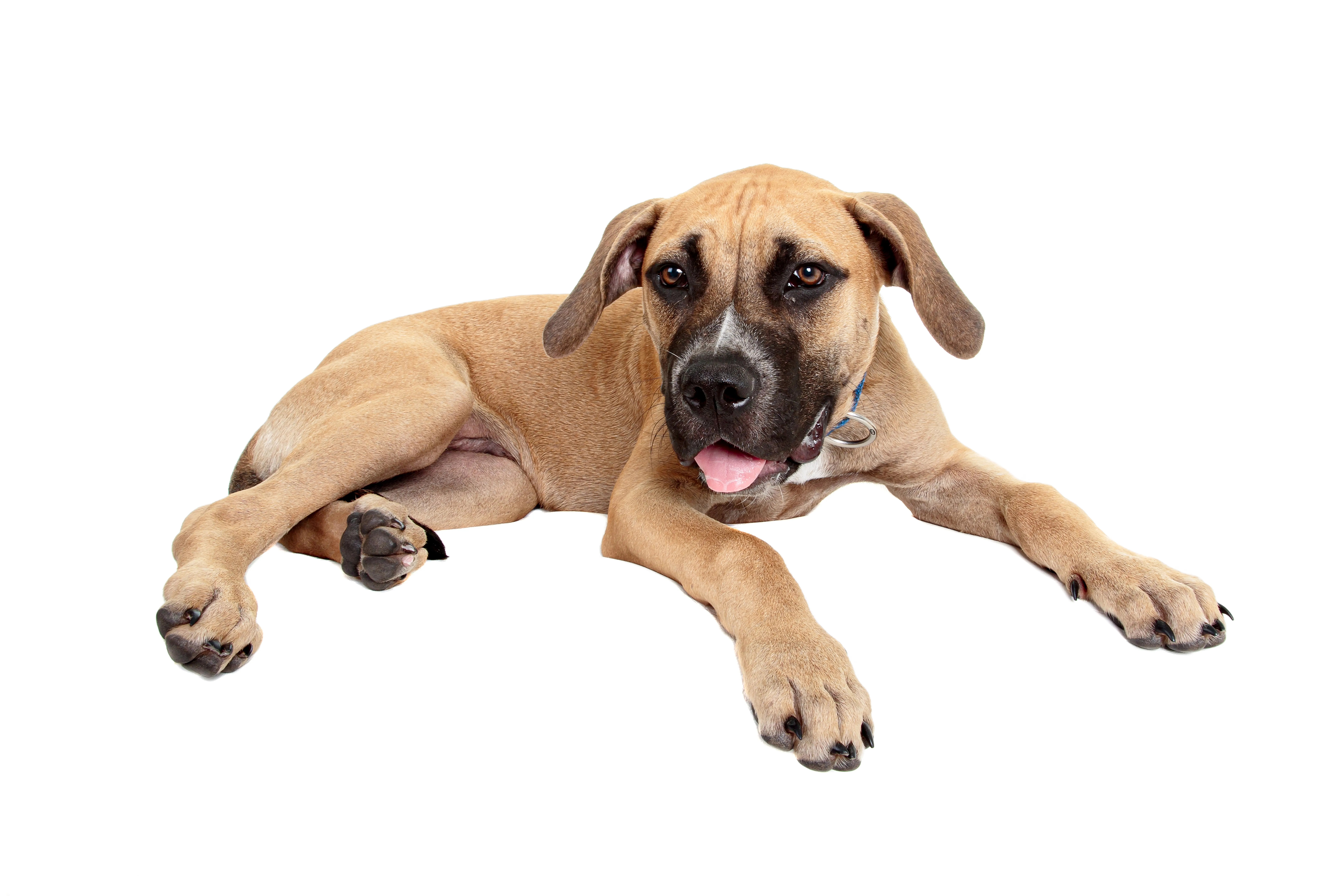 Staffy Bull Bullmastiff 1