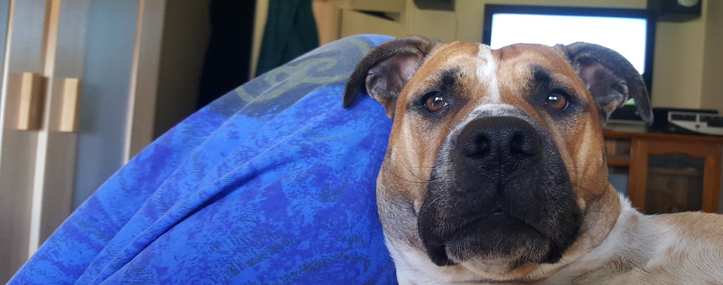 Staffy Bull Bullmastiff 2