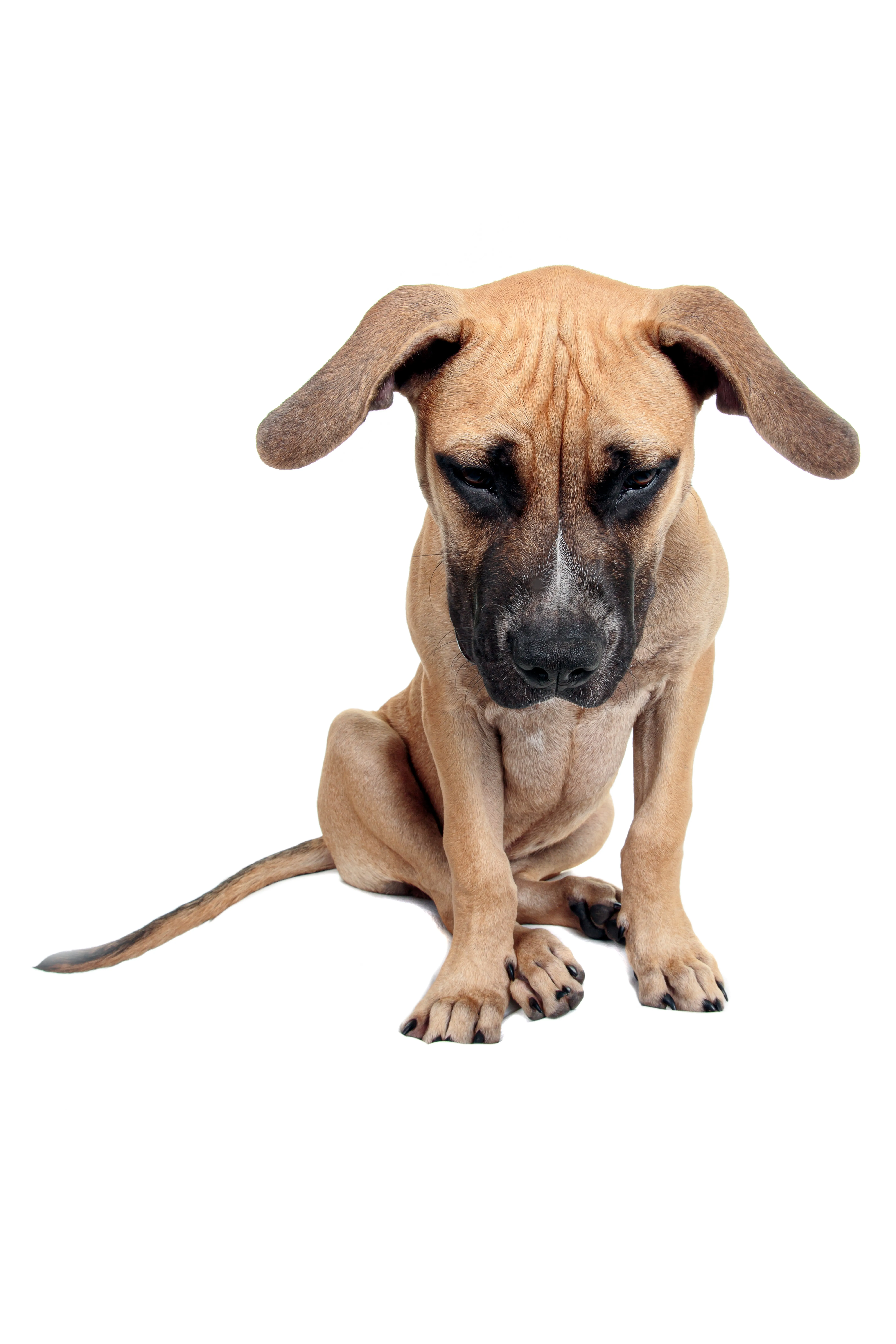 Staffy Bull Bullmastiff 3