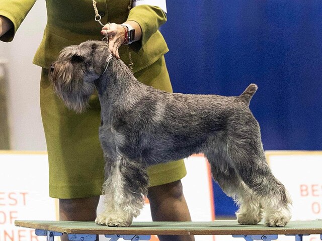 Standard Schnauzer 1