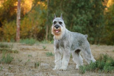 Standard Schnauzer 2