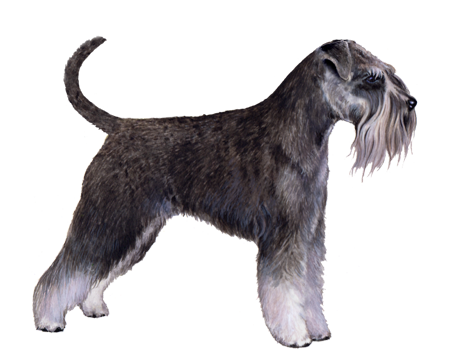 Standard Schnauzer 3