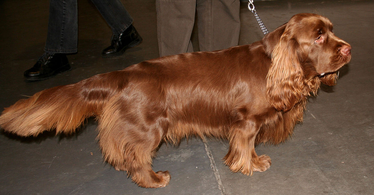 Sussex Spaniel 2