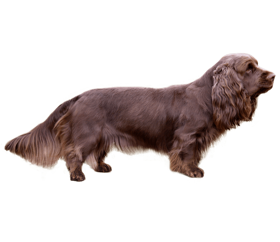 Sussex Spaniel 3