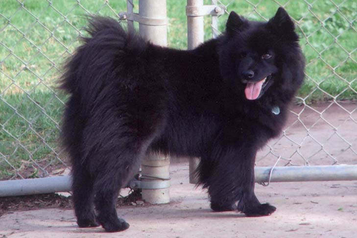 Swedish Lapphund 1