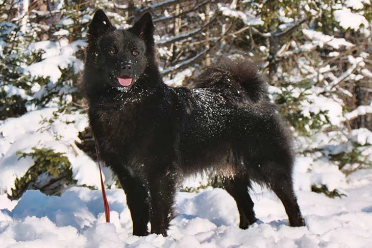 Swedish Lapphund 2