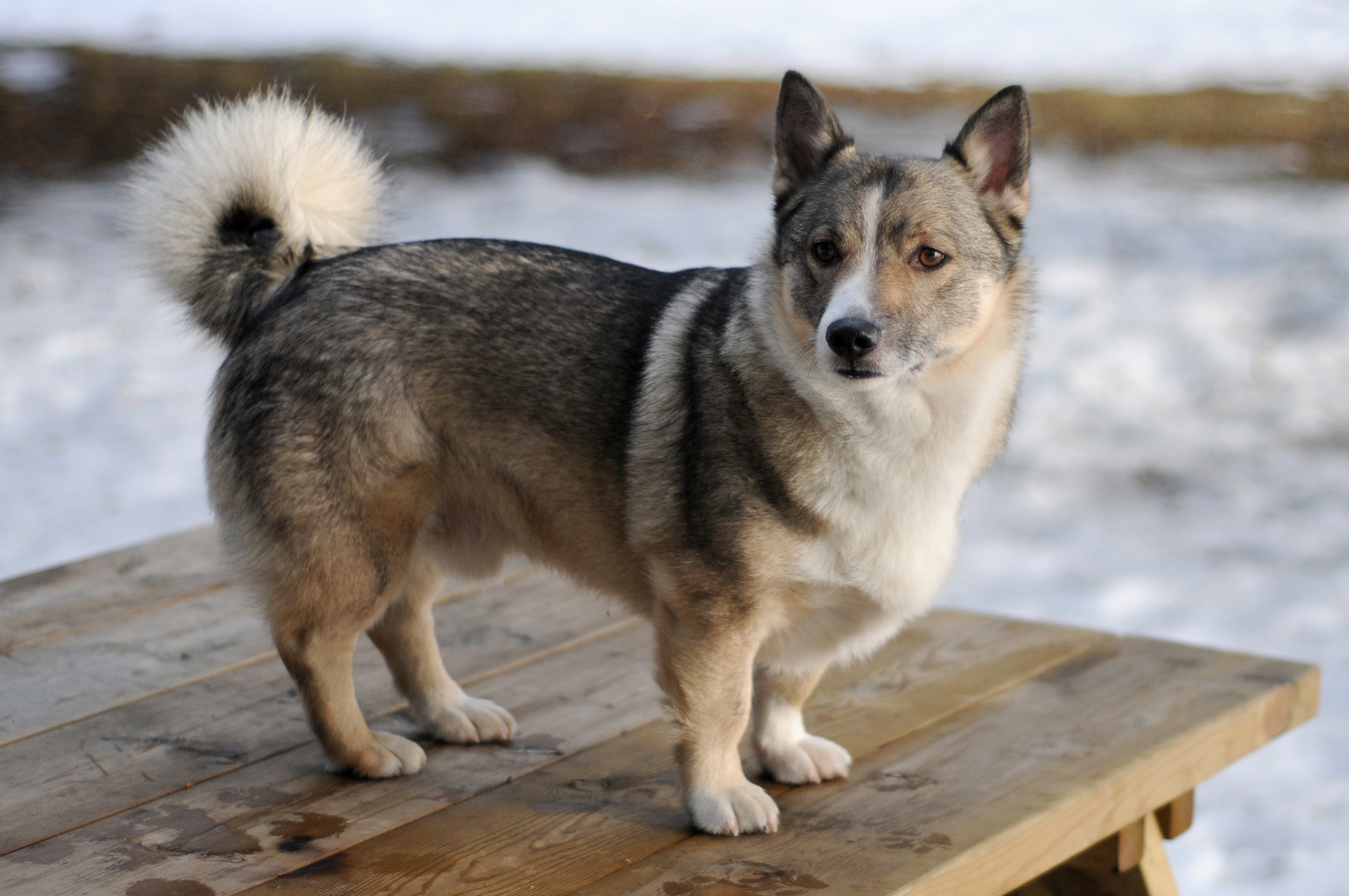 Swedish Vallhund 1