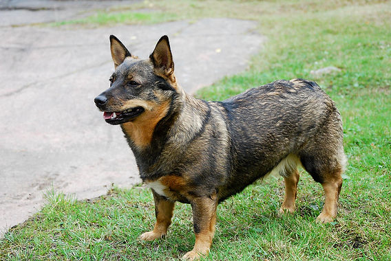 Swedish Vallhund 2
