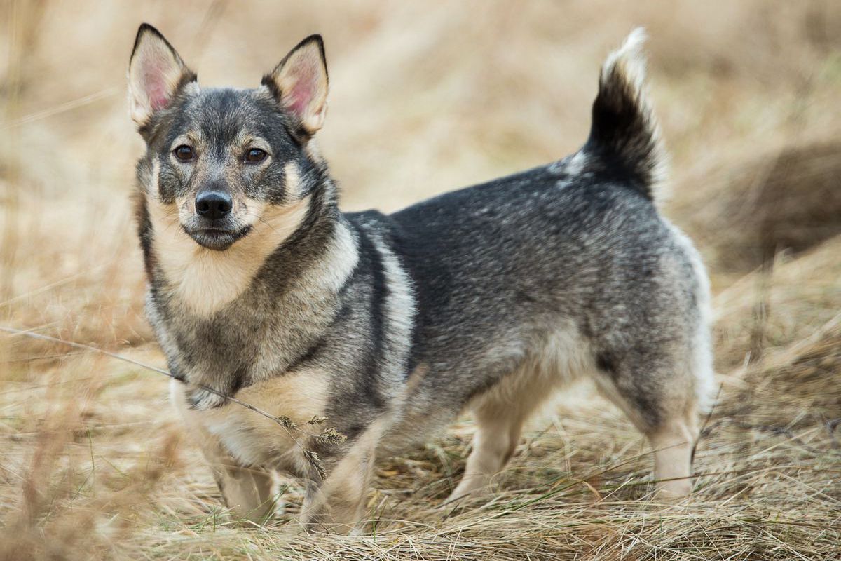 Swedish Vallhund 3
