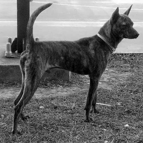 Taiwan Dog 2