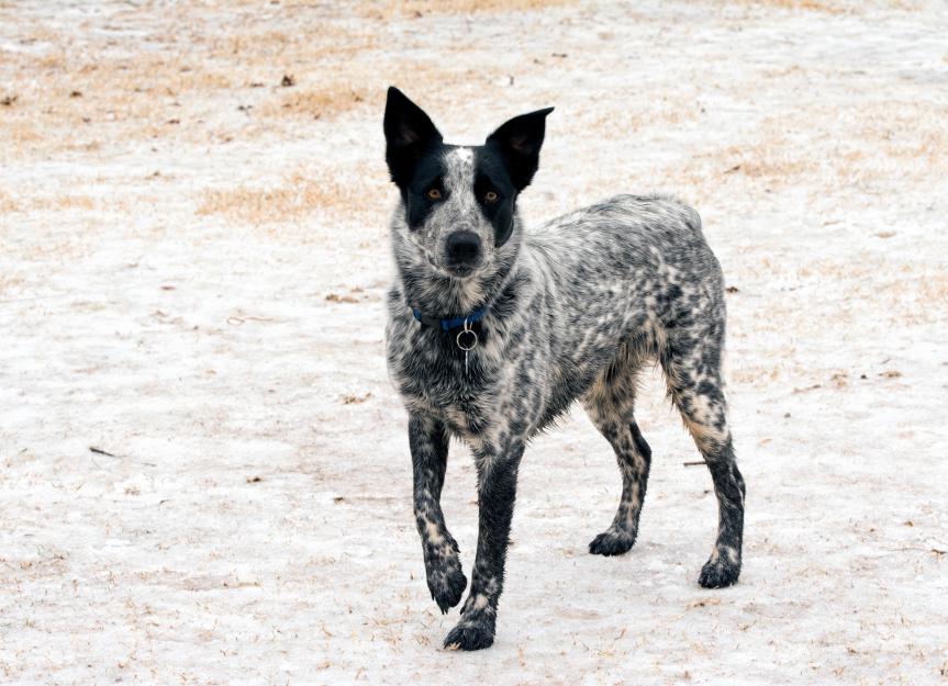 Texas Heeler 1