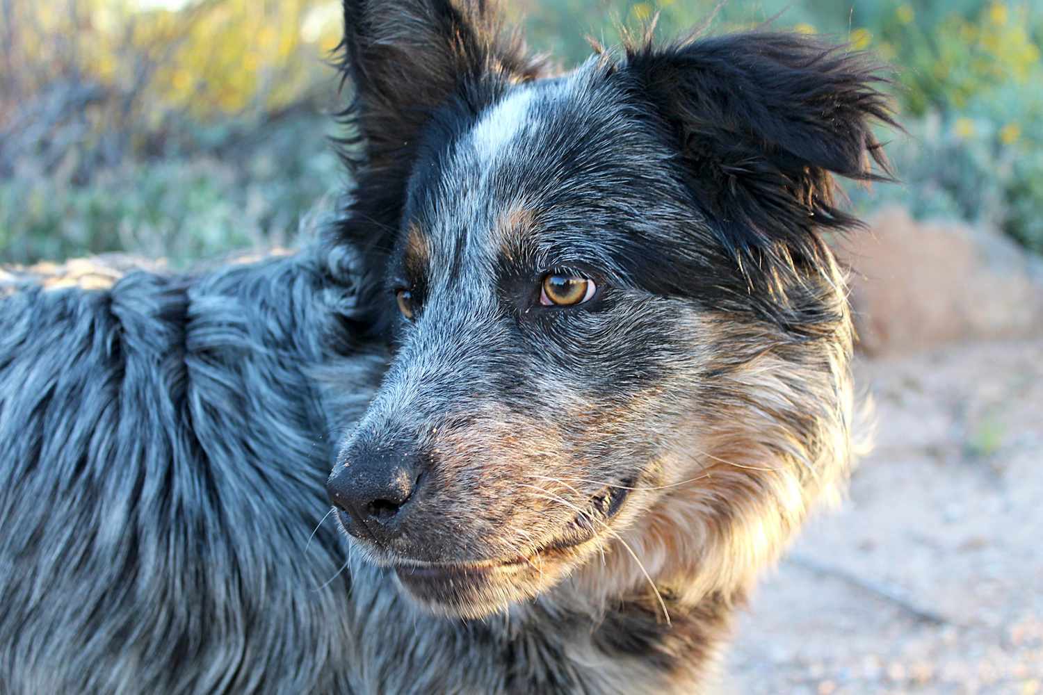 Texas Heeler 2