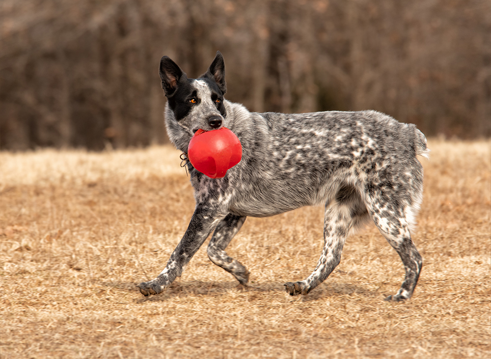 Texas Heeler 3