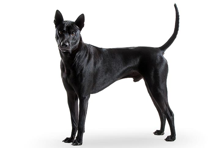 Thai Ridgeback 1
