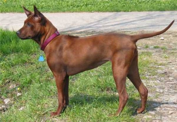 Thai Ridgeback 2