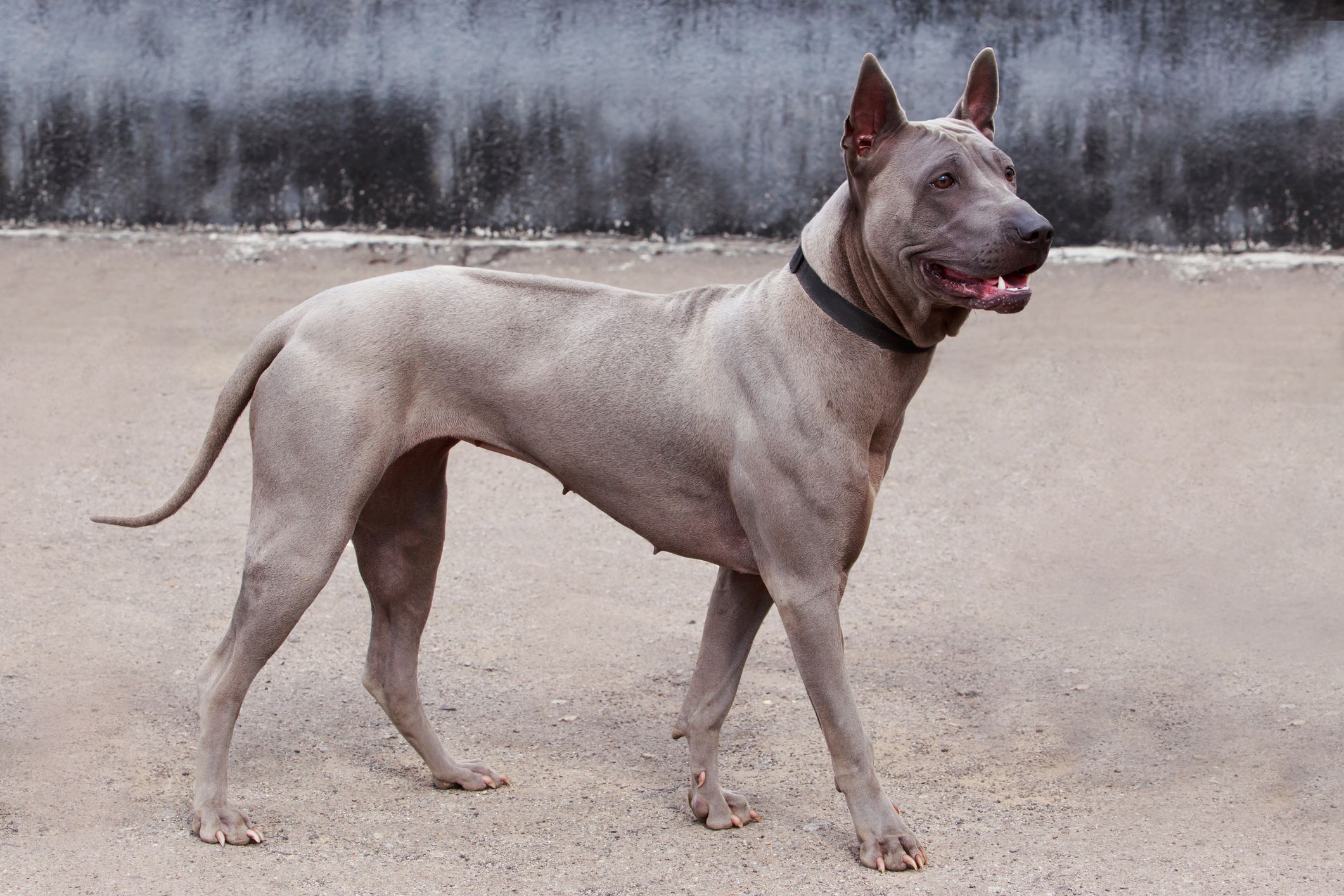 Thai Ridgeback 3