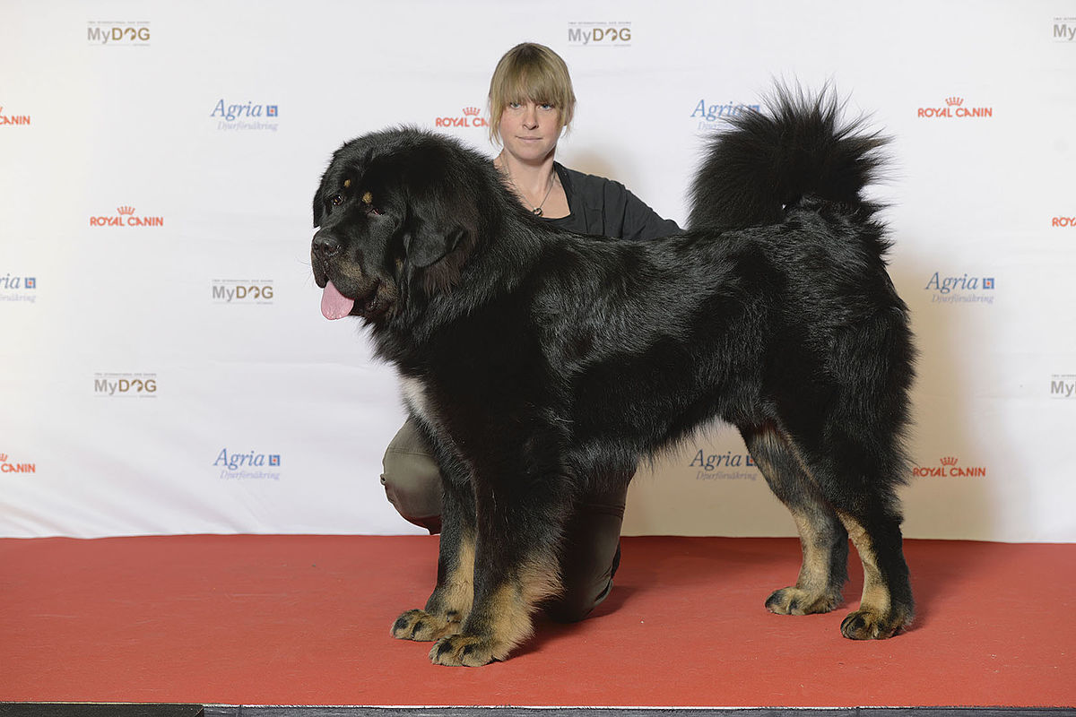 Tibetan Mastiff 1