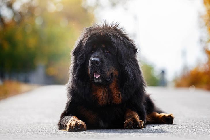 Tibetan Mastiff 3