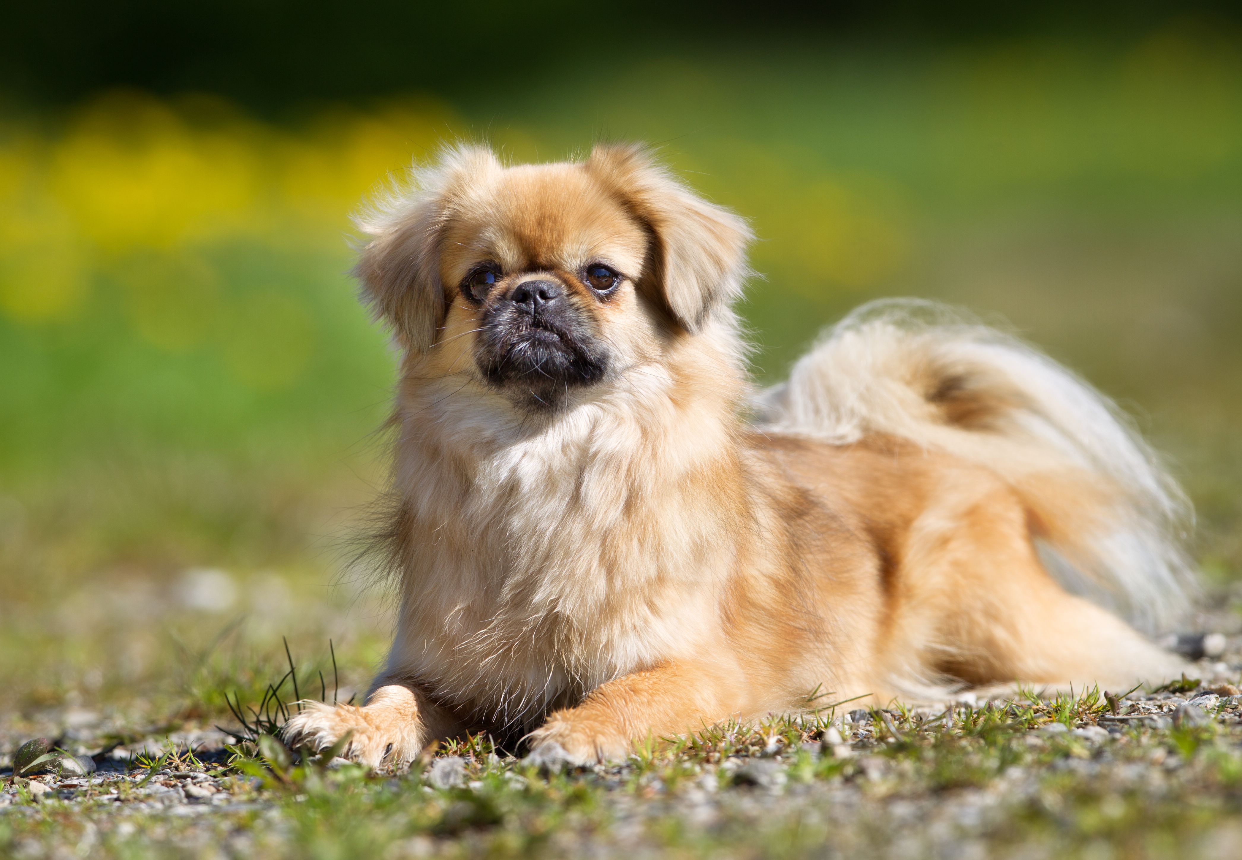 Tibetan Spaniel 1