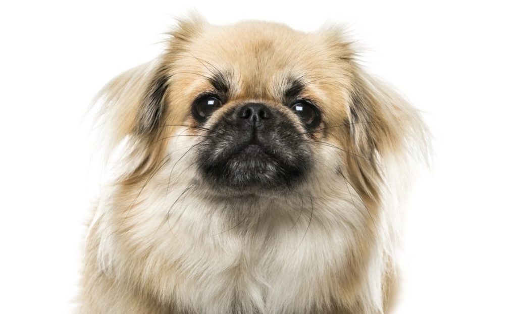Tibetan Spaniel 2