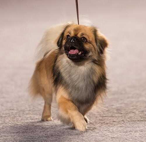 Tibetan Spaniel 3