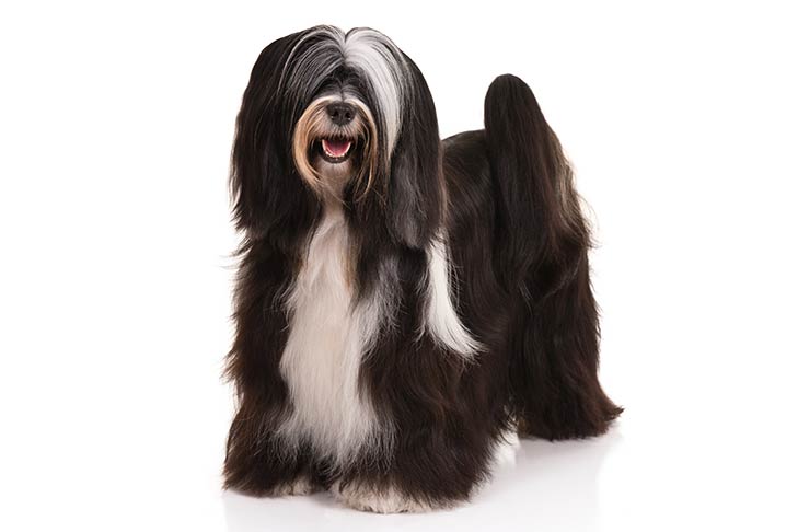 Tibetan Terrier 1