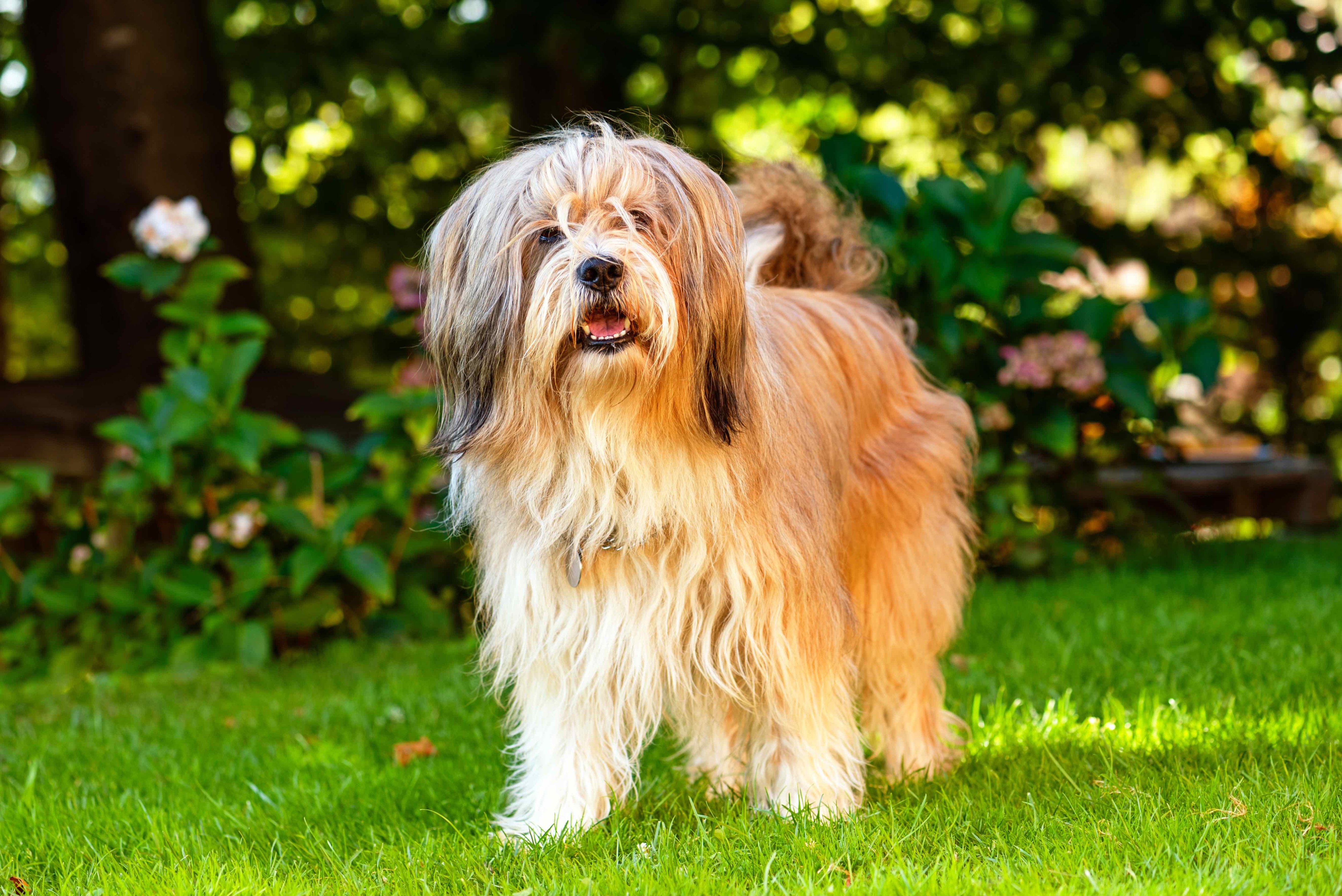 Tibetan Terrier 2