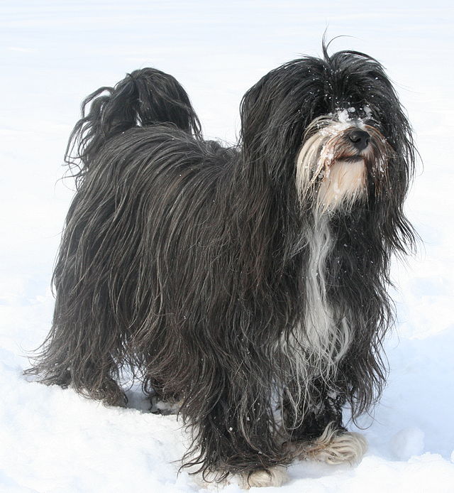 Tibetan Terrier 3