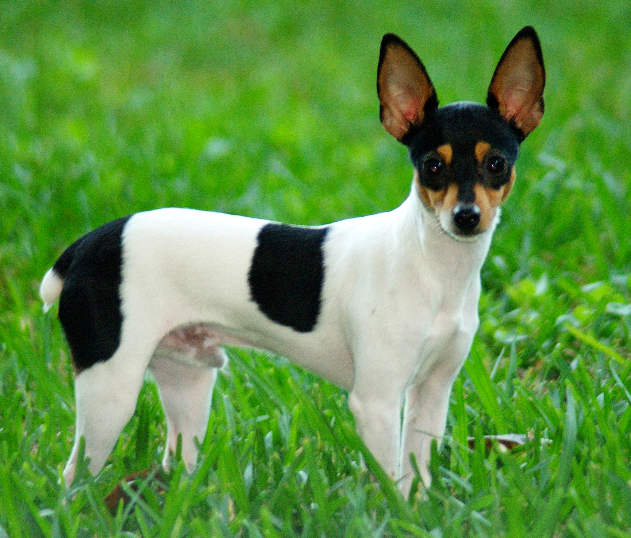 Toy Fox Terrier 1