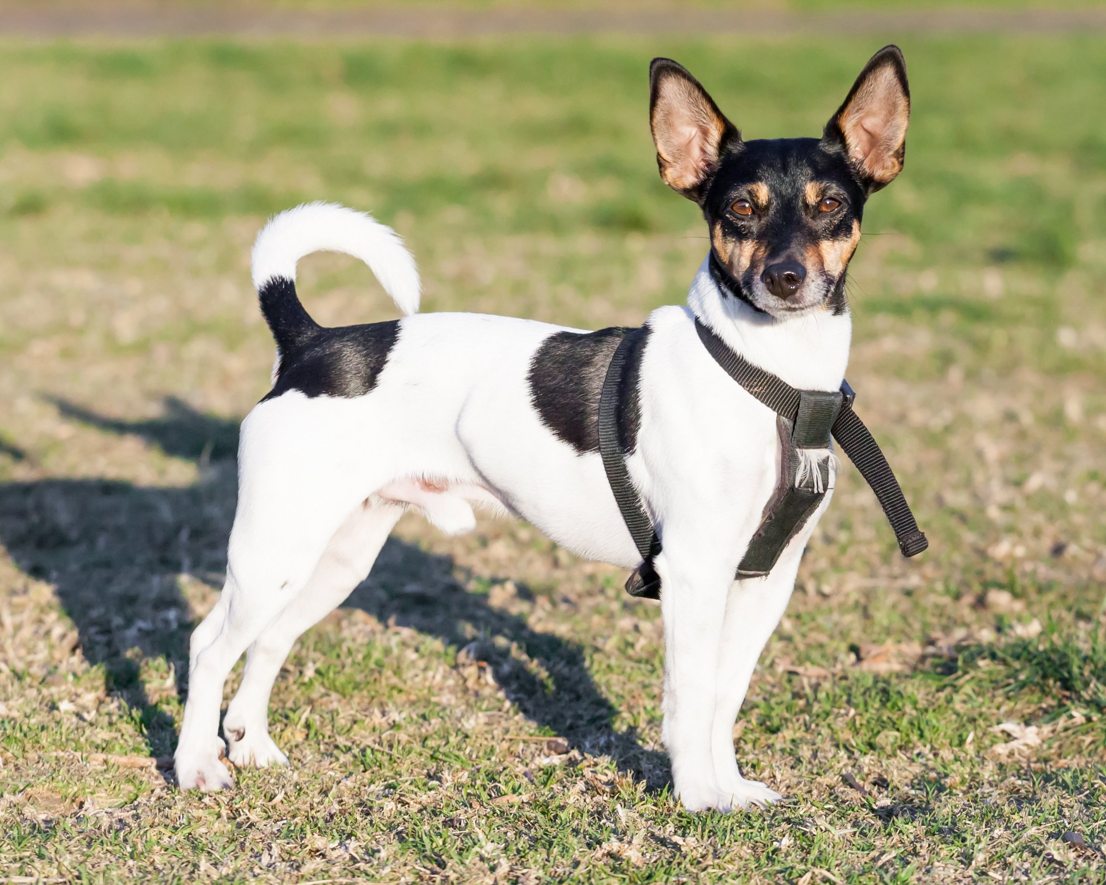 Toy Fox Terrier 2