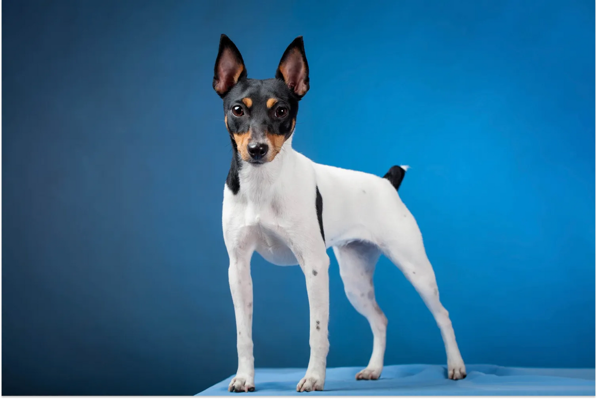 Toy Fox Terrier 3