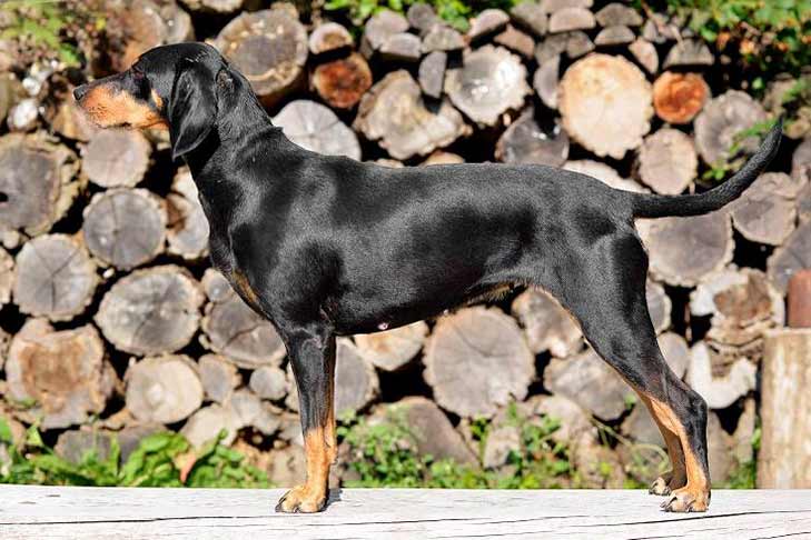 Transylvanian Hound 1