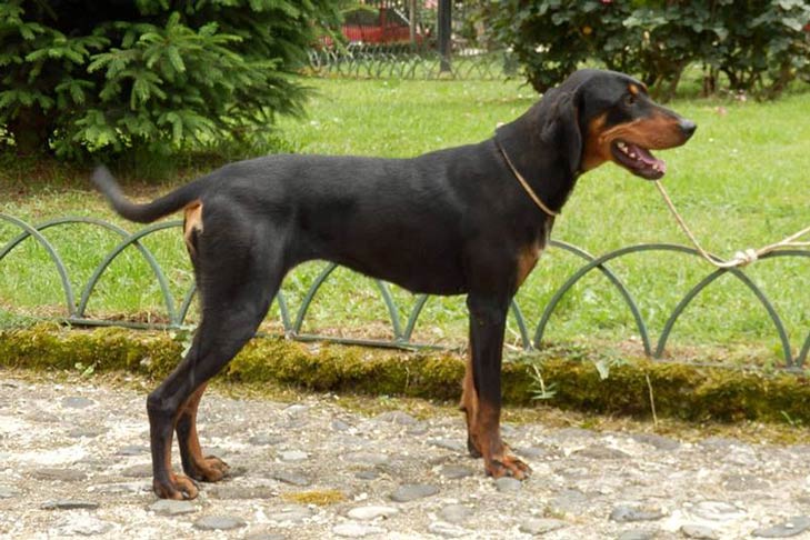 Transylvanian Hound 2