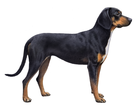 Transylvanian Hound 3
