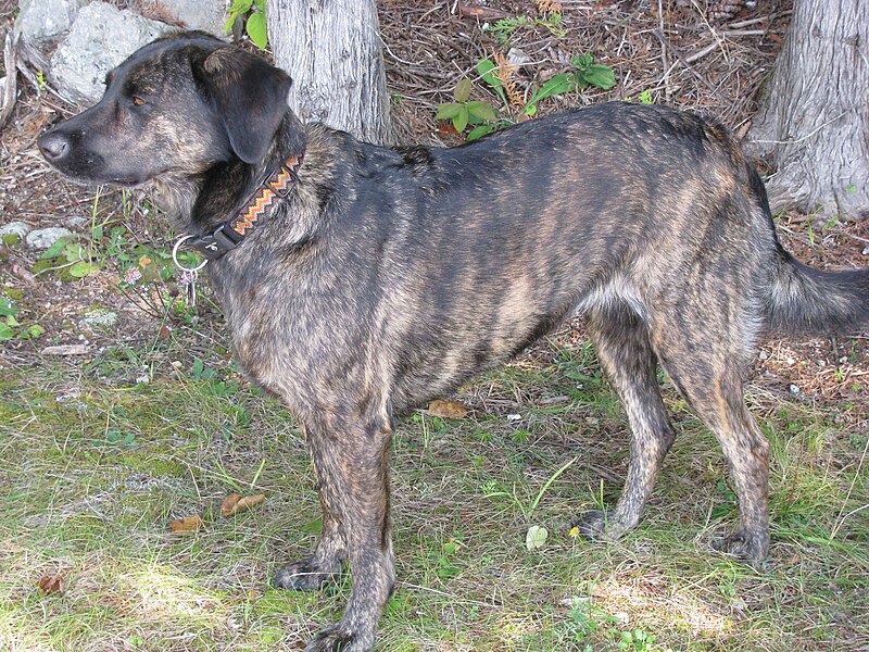 Treeing Tennessee Brindle 1