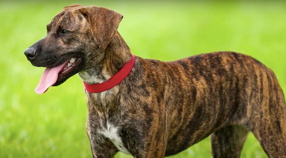Treeing Tennessee Brindle 2