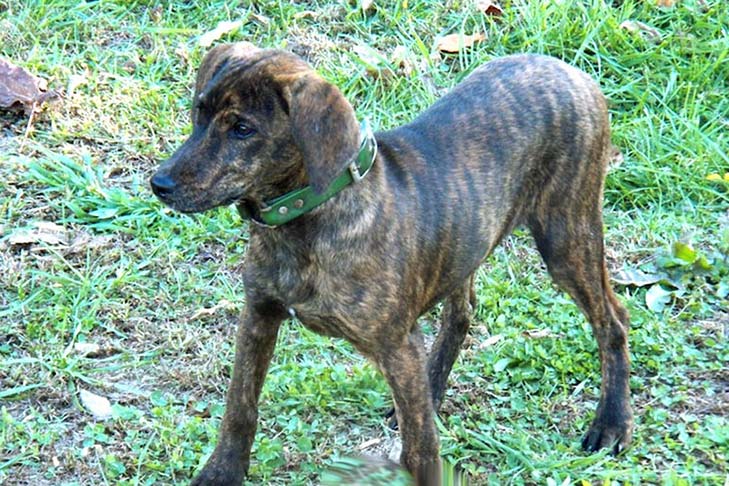 Treeing Tennessee Brindle 3