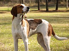 Treeing Walker Coonhound 1