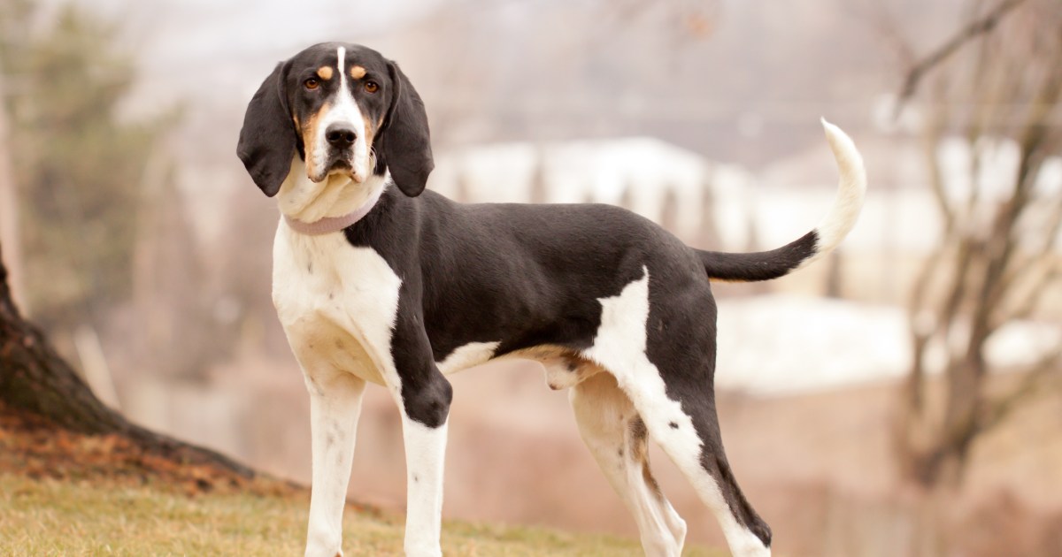 Treeing Walker Coonhound 2