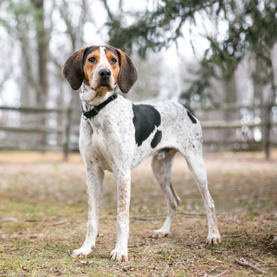 Treeing Walker Coonhound 3