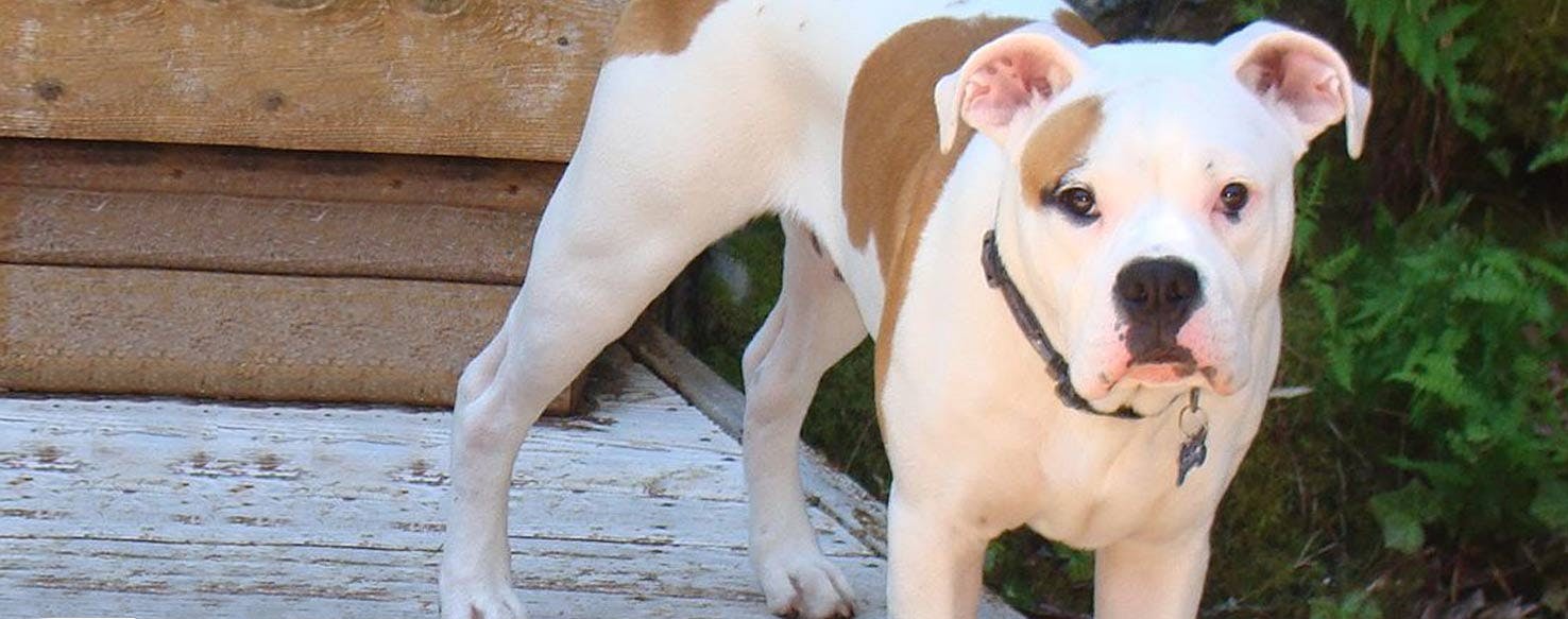 Valley Bulldog 1