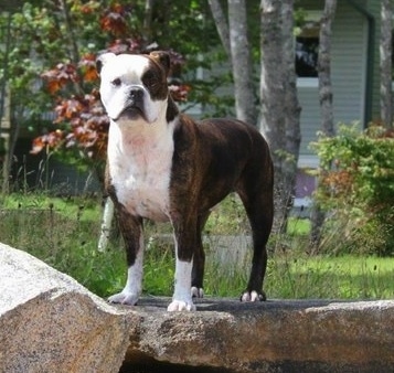 Valley Bulldog 2