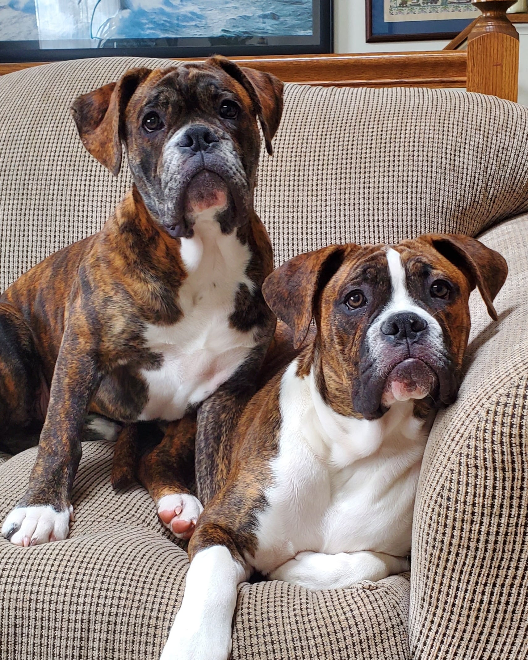Valley Bulldog 3